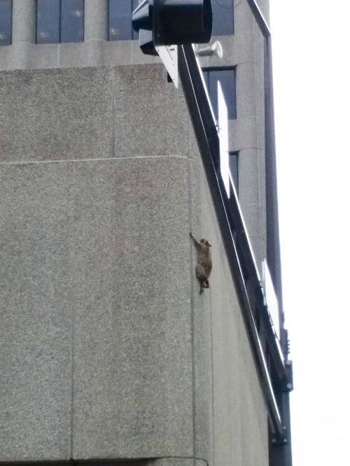 Фотография: Енот совершил прыжок веры с 9 этажа, возомнив себя ассасином №4 - BigPicture.ru
