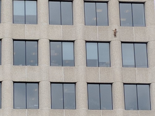 Фотография: Енот совершил прыжок веры с 9 этажа, возомнив себя ассасином №5 - BigPicture.ru