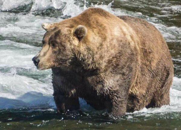 В национальном парке США выбрали самого толстого медведя