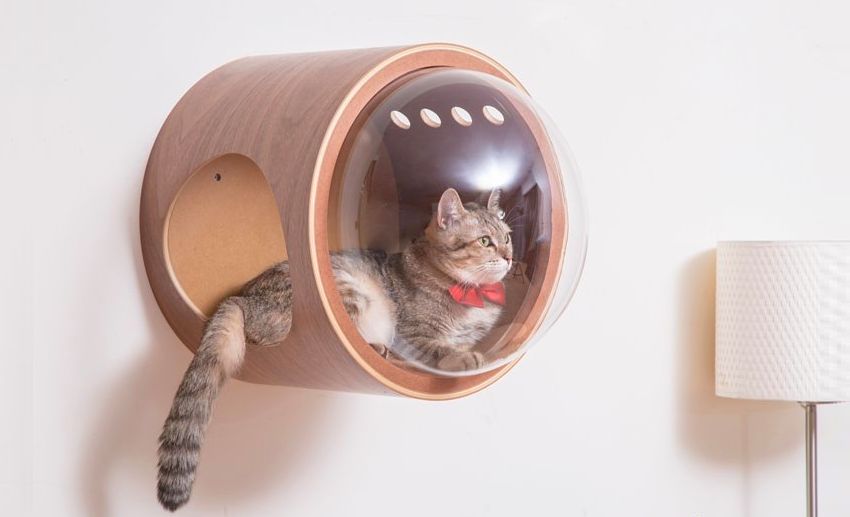Фотография: В сети набирают популярность кошачьи кроватки-космолеты для пушистых покорителей космоса №1 - BigPicture.ru
