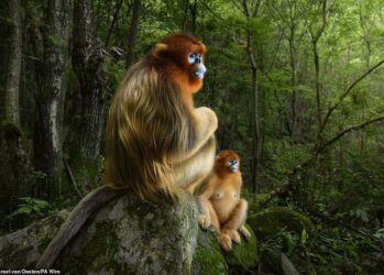 Лучшие работы фотоконкурса «Wildlife Photographer of the Year 2018»