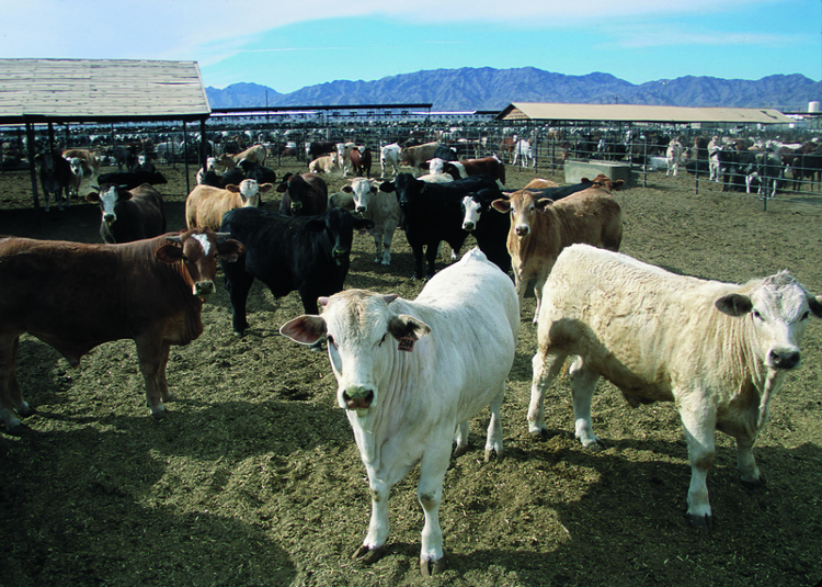beef cattle in confined feedlot large