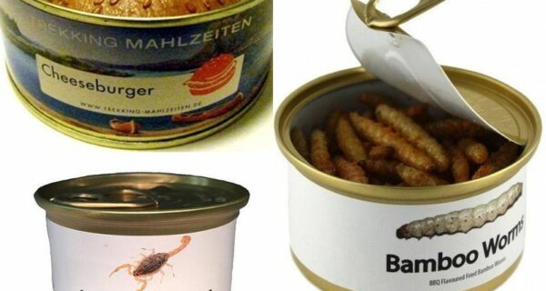 Кузнечики, аллигатор, хлеб и… кукурузный грибок: самые безумные консервы