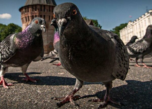 Крылатый вандал: как миланский голубь пометил старинный шедевр на 4 тысячи евро