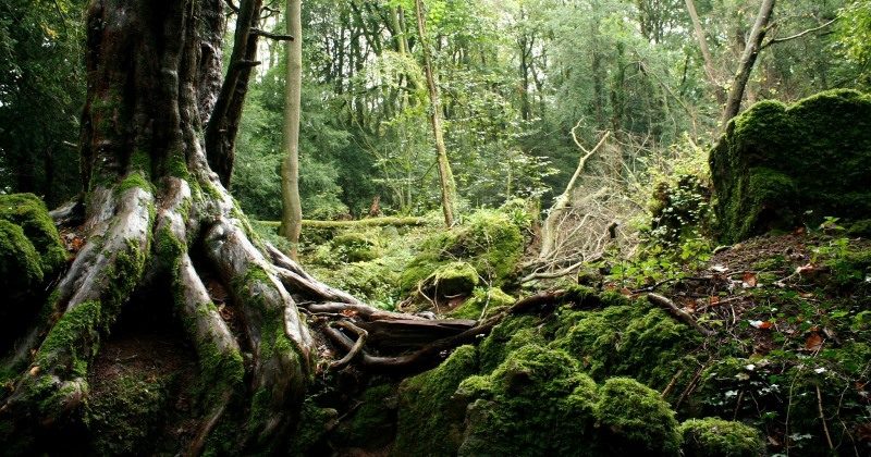 Фотография: Загадочный Пазлвуд — лес, подаривший вдохновение самому Толкиену №1 - BigPicture.ru