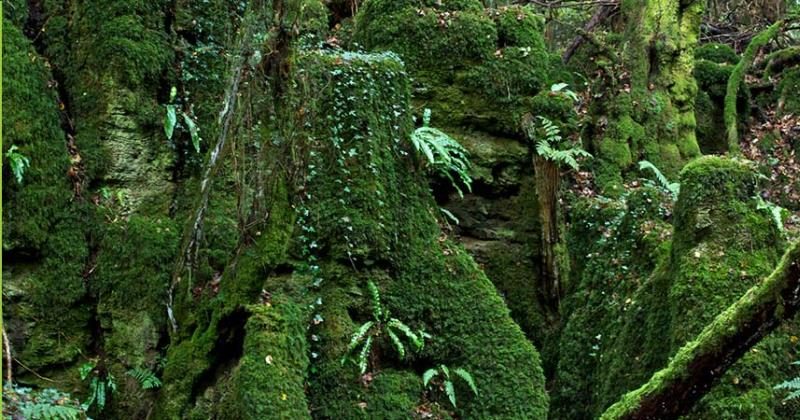 Фотография: Загадочный Пазлвуд — лес, подаривший вдохновение самому Толкиену №2 - BigPicture.ru