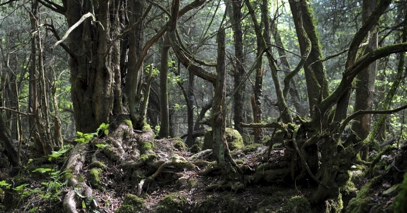 Фотография: Загадочный Пазлвуд — лес, подаривший вдохновение самому Толкиену №3 - BigPicture.ru