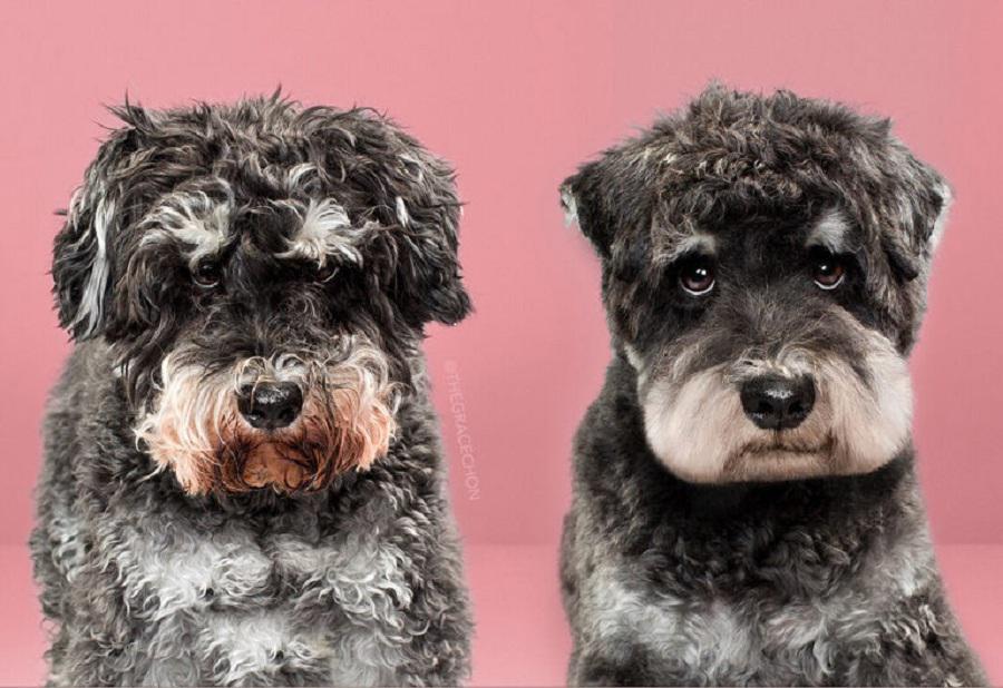 Фотография: Невероятное преображение: милые песики до и после японской стрижки №2 - BigPicture.ru