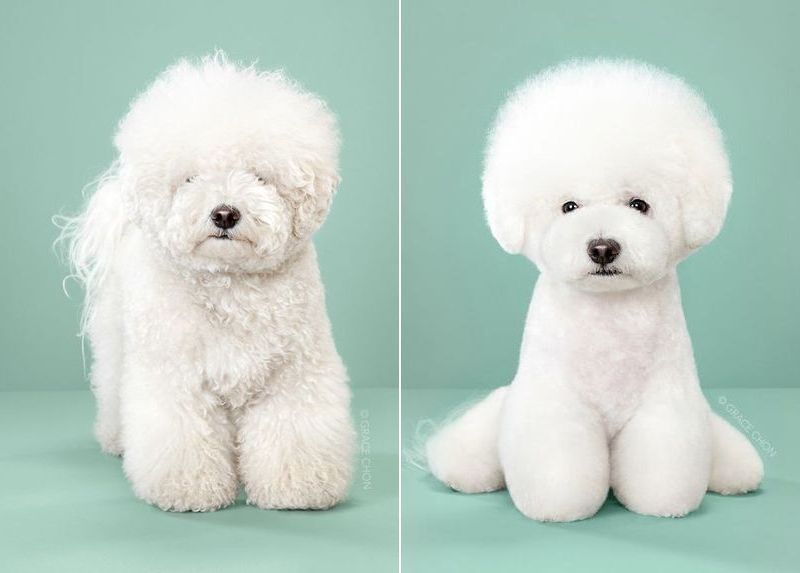 Фотография: Невероятное преображение: милые песики до и после японской стрижки №1 - BigPicture.ru