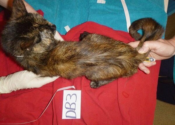 Британскую кошатницу отправили в тюрьму и пожизненно запретили ей держать животных после увиденного в ее квартире