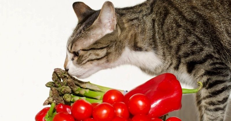 Фотография: Коты-вегетарианцы в Великобритании объявлены вне закона №3 - BigPicture.ru