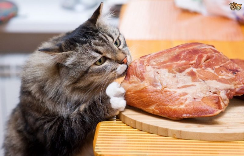 Фотография: Коты-вегетарианцы в Великобритании объявлены вне закона №6 - BigPicture.ru