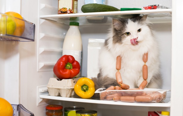Фотография: Коты-вегетарианцы в Великобритании объявлены вне закона №7 - BigPicture.ru