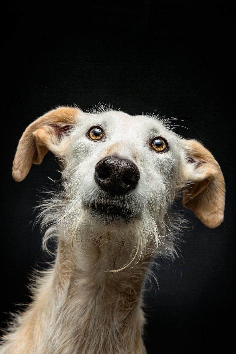 Фотография: Прекрасные собаки с трагичной судьбой: борзые гальго из Испании №3 - BigPicture.ru