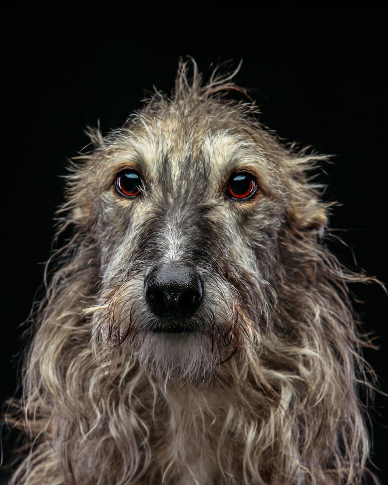 Фотография: Прекрасные собаки с трагичной судьбой: борзые гальго из Испании №7 - BigPicture.ru