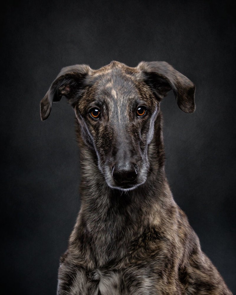 Фотография: Прекрасные собаки с трагичной судьбой: борзые гальго из Испании №10 - BigPicture.ru