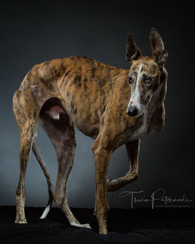 Фотография: Прекрасные собаки с трагичной судьбой: борзые гальго из Испании №12 - BigPicture.ru