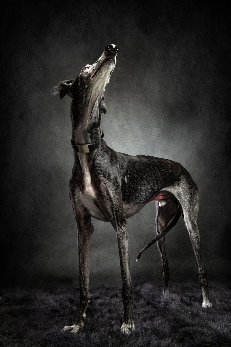 Фотография: Прекрасные собаки с трагичной судьбой: борзые гальго из Испании №15 - BigPicture.ru