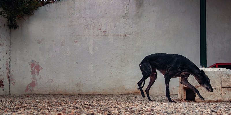 Фотография: Прекрасные собаки с трагичной судьбой: борзые гальго из Испании №17 - BigPicture.ru