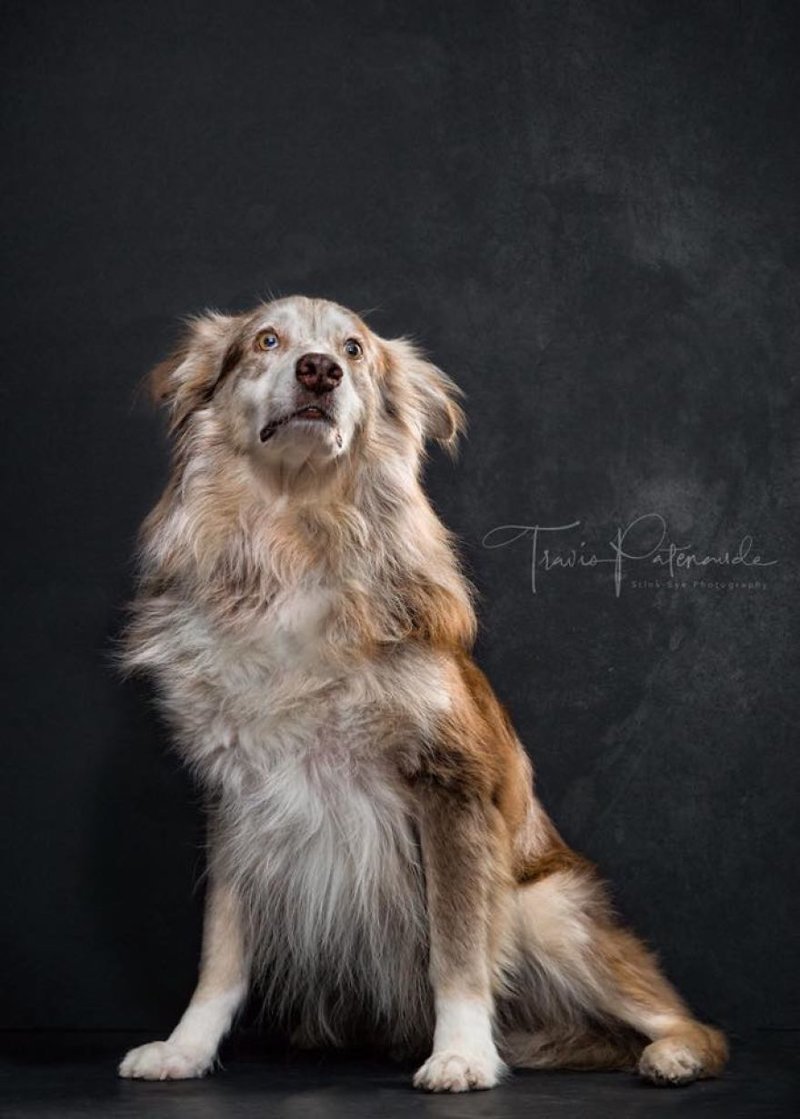 Фотография: Прекрасные собаки с трагичной судьбой: борзые гальго из Испании №19 - BigPicture.ru