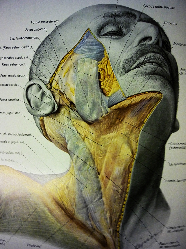 Head neck surgery