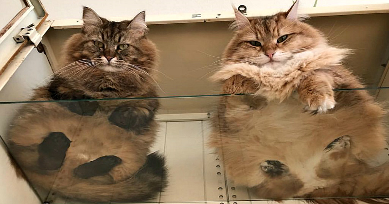 Фотография: Пятки, пузики и шерсть: убойная доза милоты — котики на стекле, вид снизу №1 - BigPicture.ru