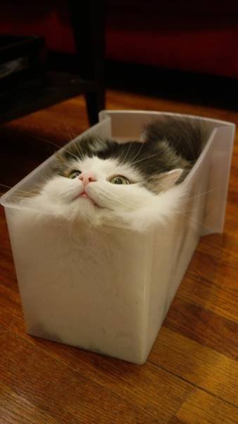 Фотография: Странная кошачья логика, которую человеку никогда не постичь №22 - BigPicture.ru