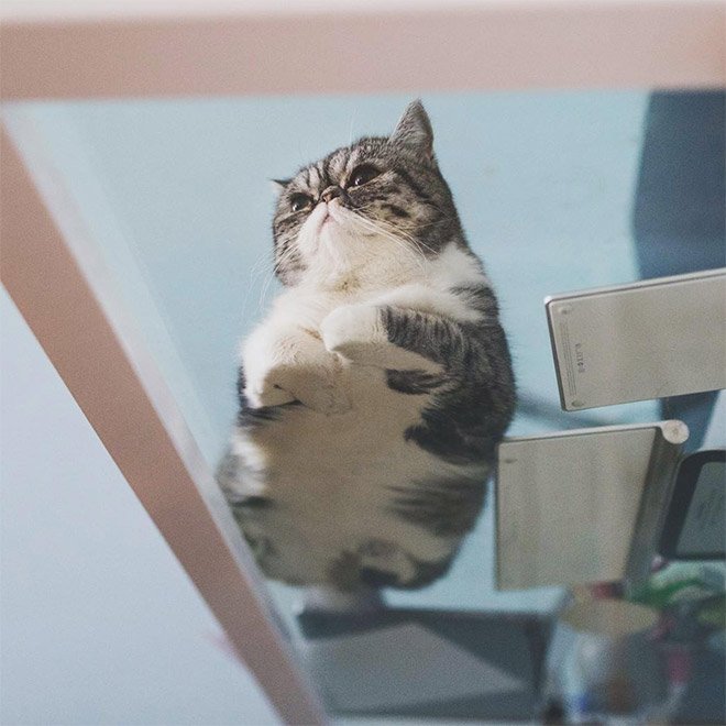 Фотография: Пятки, пузики и шерсть: убойная доза милоты — котики на стекле, вид снизу №4 - BigPicture.ru