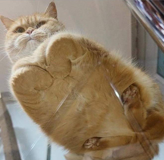 Фотография: Пятки, пузики и шерсть: убойная доза милоты — котики на стекле, вид снизу №9 - BigPicture.ru