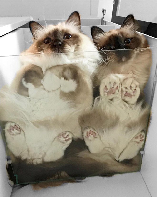 Фотография: Пятки, пузики и шерсть: убойная доза милоты — котики на стекле, вид снизу №12 - BigPicture.ru