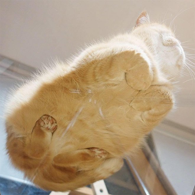 Фотография: Пятки, пузики и шерсть: убойная доза милоты — котики на стекле, вид снизу №19 - BigPicture.ru