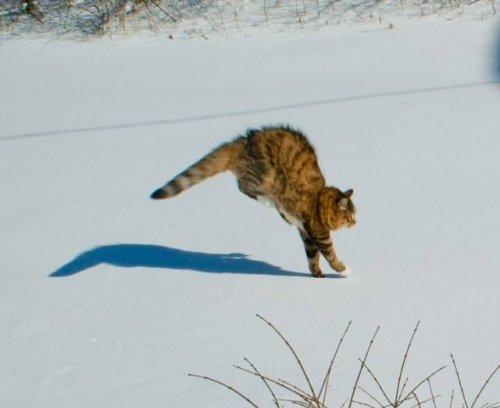 20 фото, доказывающих, что кошки не созданы для зимы