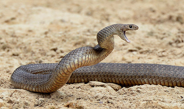 змея исламский сонник