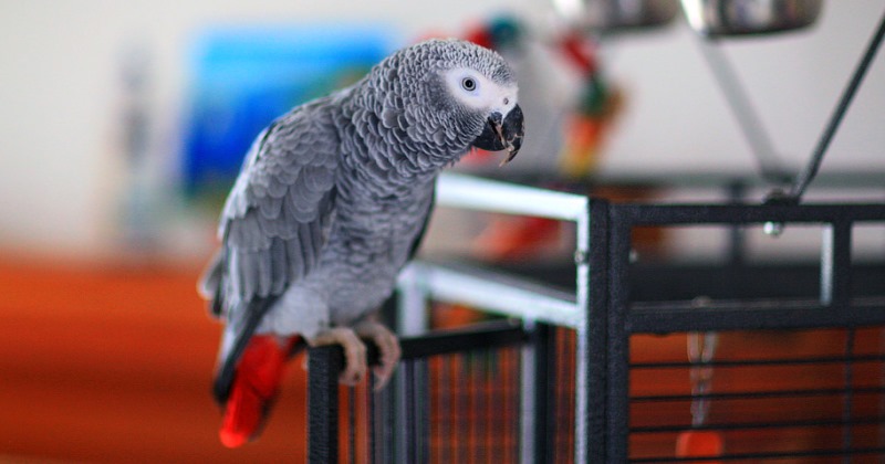 Попугай-транжира чуть не разорил хозяйку, делая покупки через интернет