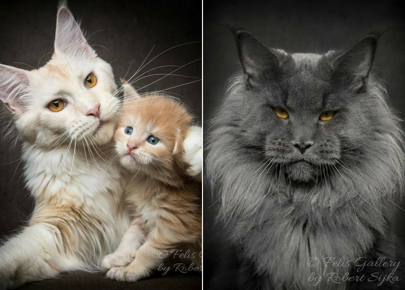 Фотография: Магическая красота мейнкунов, самых крупных кошек №1 - BigPicture.ru
