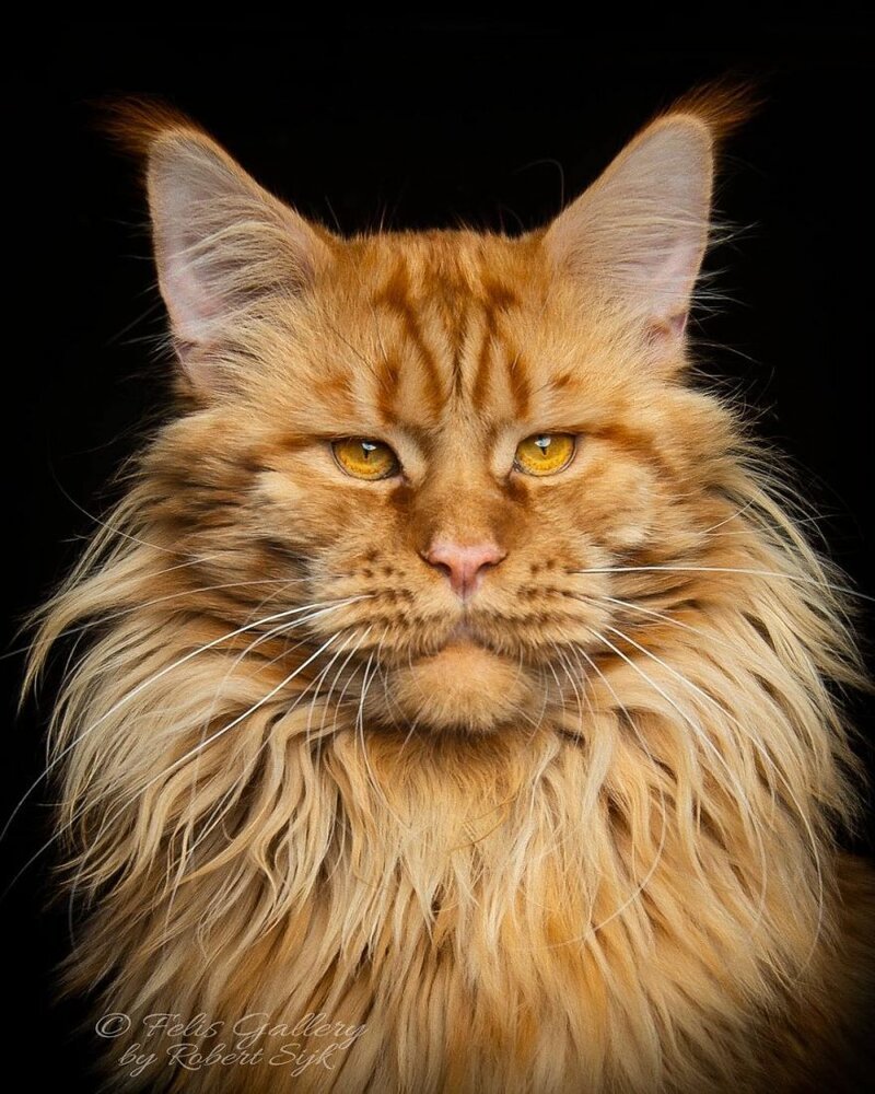 Фотография: Магическая красота мейнкунов, самых крупных кошек №2 - BigPicture.ru