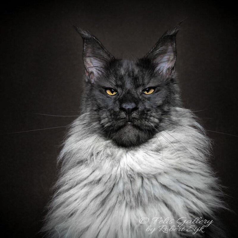 Фотография: Магическая красота мейнкунов, самых крупных кошек №6 - BigPicture.ru