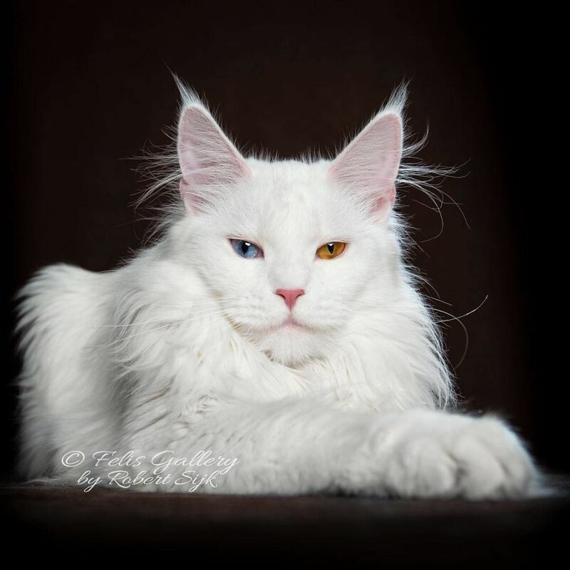 Фотография: Магическая красота мейнкунов, самых крупных кошек №8 - BigPicture.ru