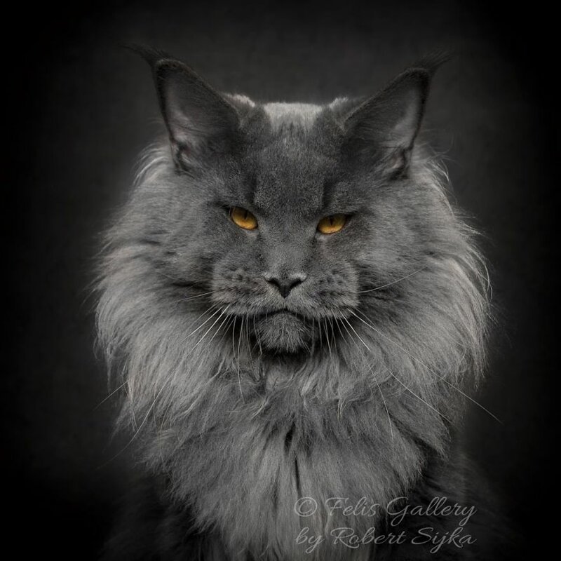 Фотография: Магическая красота мейнкунов, самых крупных кошек №13 - BigPicture.ru