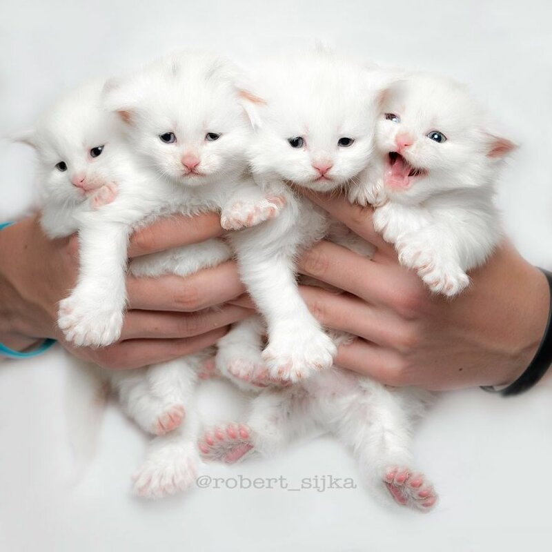 Фотография: Магическая красота мейнкунов, самых крупных кошек №14 - BigPicture.ru
