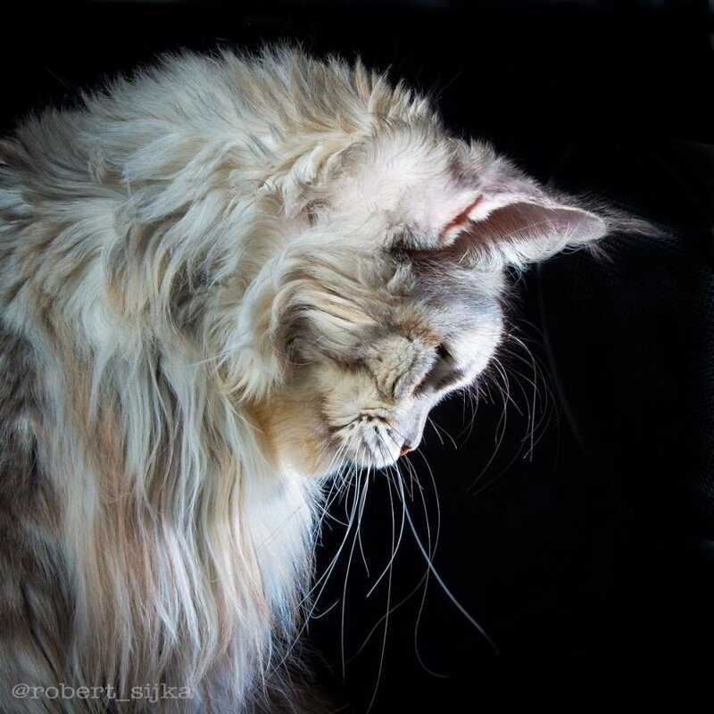 Фотография: Магическая красота мейнкунов, самых крупных кошек №20 - BigPicture.ru
