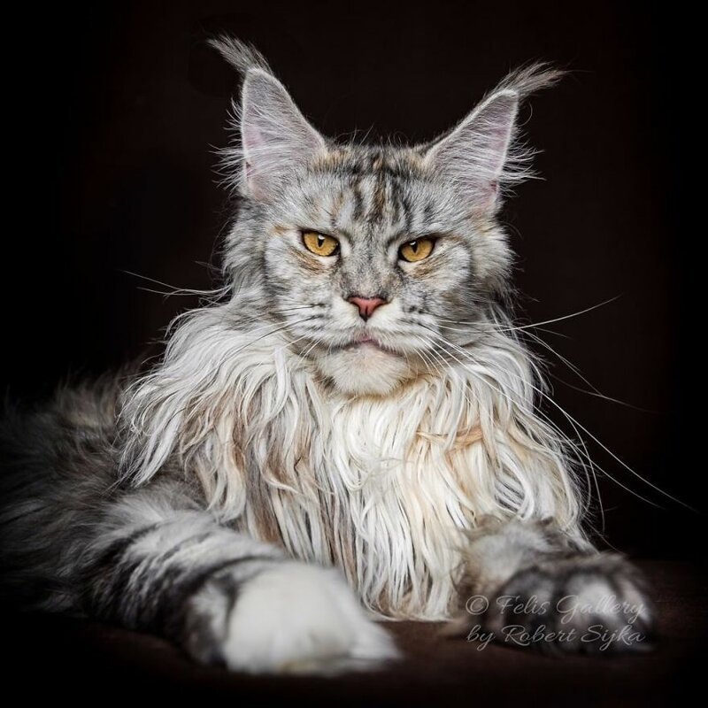 Фотография: Магическая красота мейнкунов, самых крупных кошек №24 - BigPicture.ru