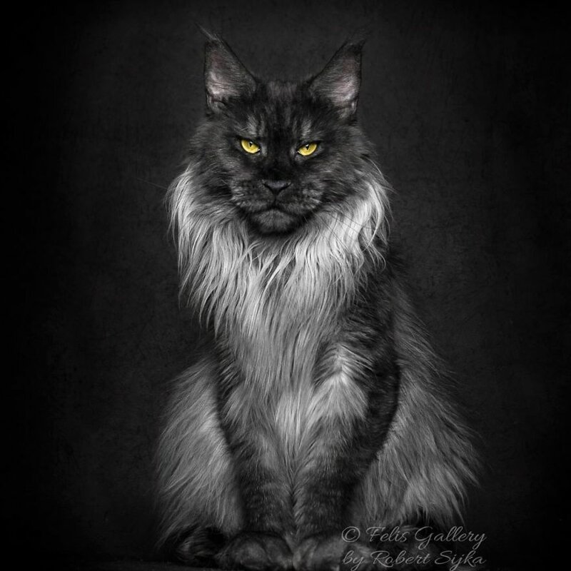 Фотография: Магическая красота мейнкунов, самых крупных кошек №29 - BigPicture.ru