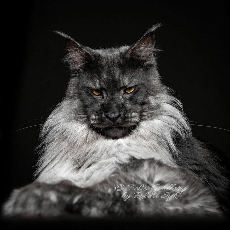 Фотография: Магическая красота мейнкунов, самых крупных кошек №30 - BigPicture.ru