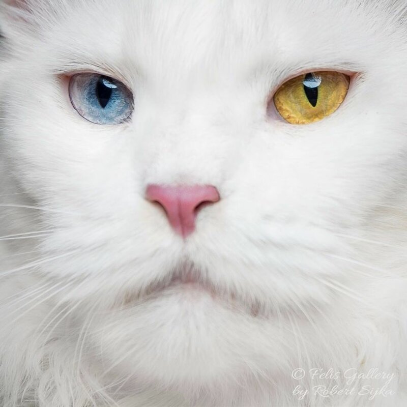 Фотография: Магическая красота мейнкунов, самых крупных кошек №33 - BigPicture.ru