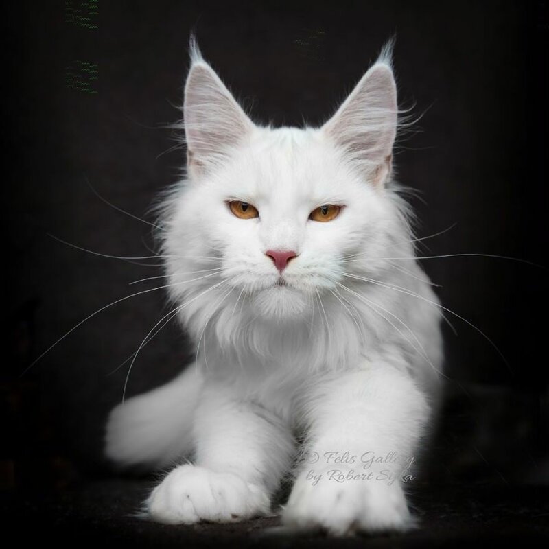 Фотография: Магическая красота мейнкунов, самых крупных кошек №35 - BigPicture.ru