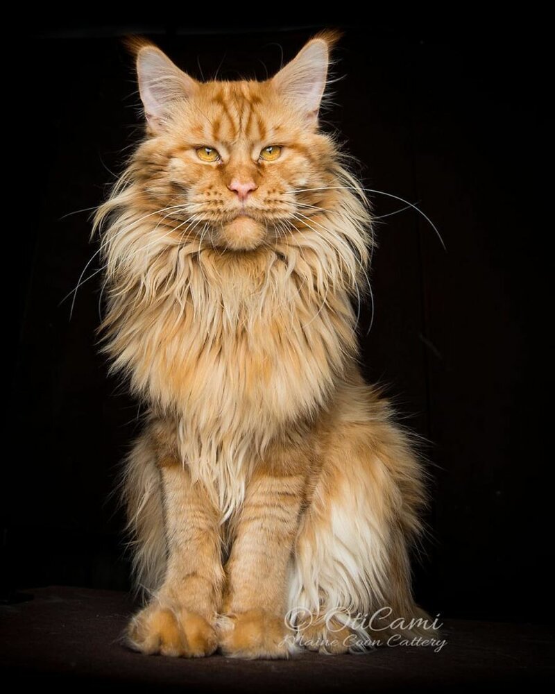 Фотография: Магическая красота мейнкунов, самых крупных кошек №37 - BigPicture.ru
