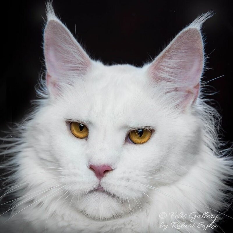 Фотография: Магическая красота мейнкунов, самых крупных кошек №38 - BigPicture.ru