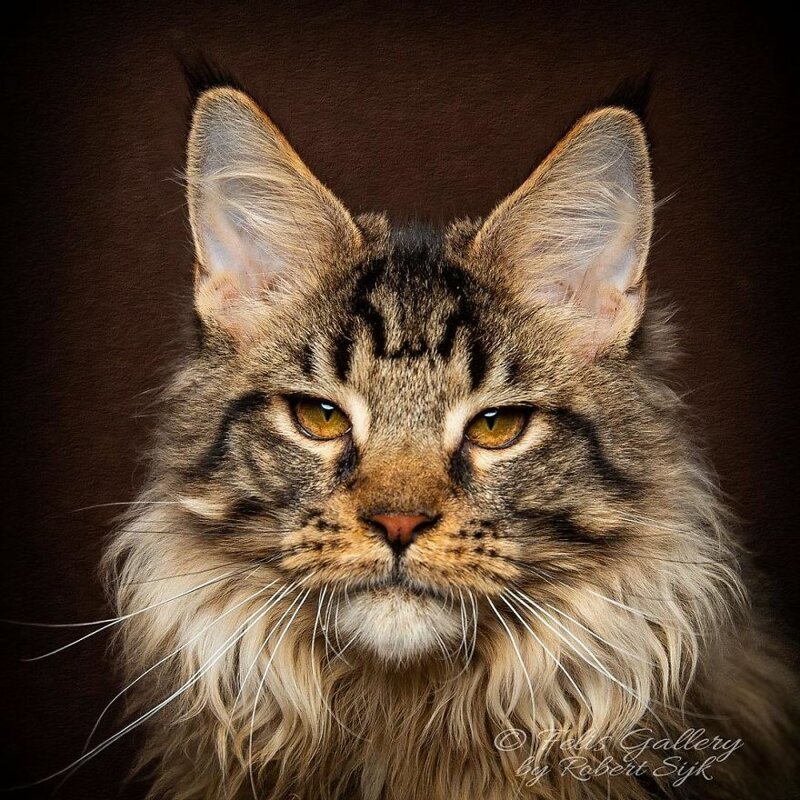 Фотография: Магическая красота мейнкунов, самых крупных кошек №42 - BigPicture.ru
