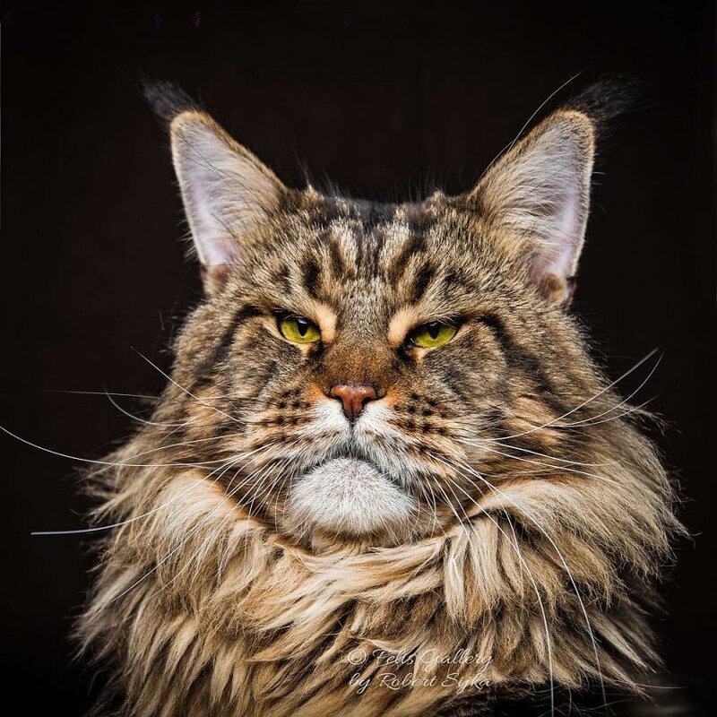 Фотография: Магическая красота мейнкунов, самых крупных кошек №44 - BigPicture.ru